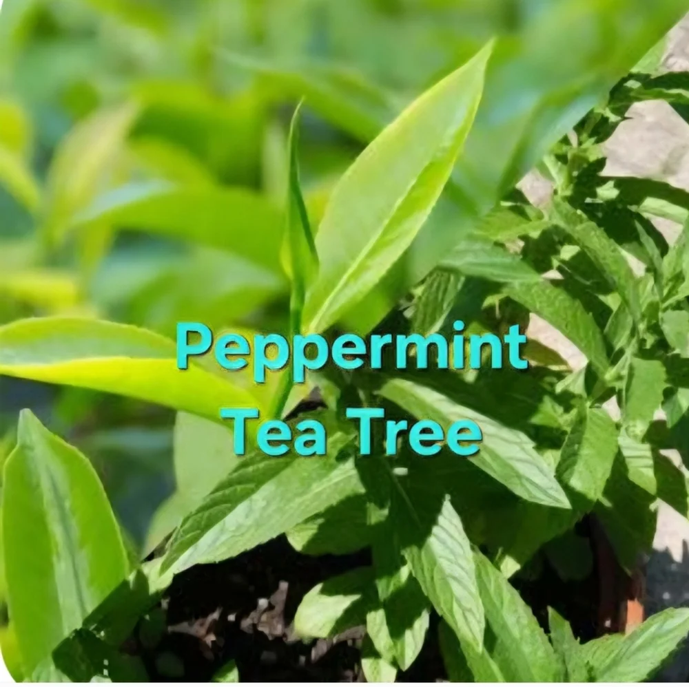 LAST ONE!   Hand Crafted Foot Balm 2oz Tin Assorted Scents - Picture 10 of 16